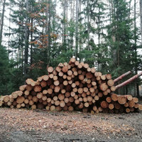 qualitatives Brennholz von Holzernte Fuchs