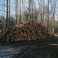 Brennholz von Holzernte Fuchs