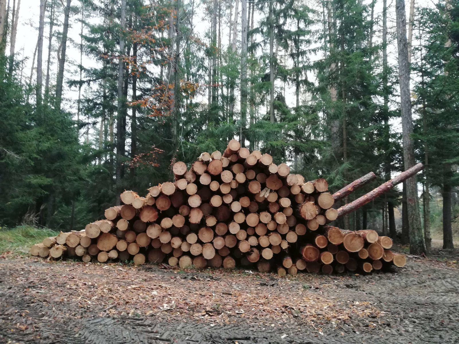 qualitatives Brennholz von Holzernte Fuchs