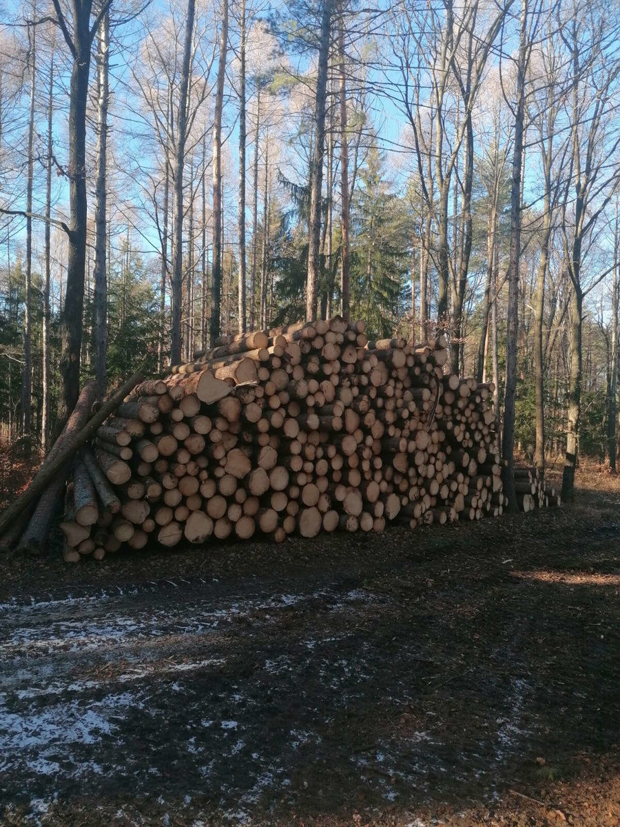 Brennholz von Holzernte Fuchs
